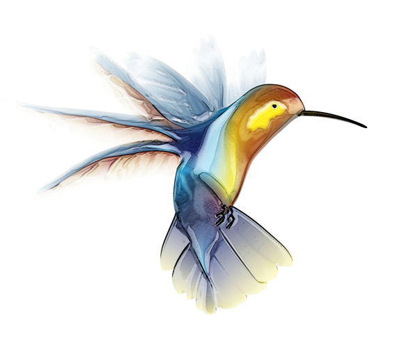 Hummingbird image - vector clip art online, royalty free & public ...