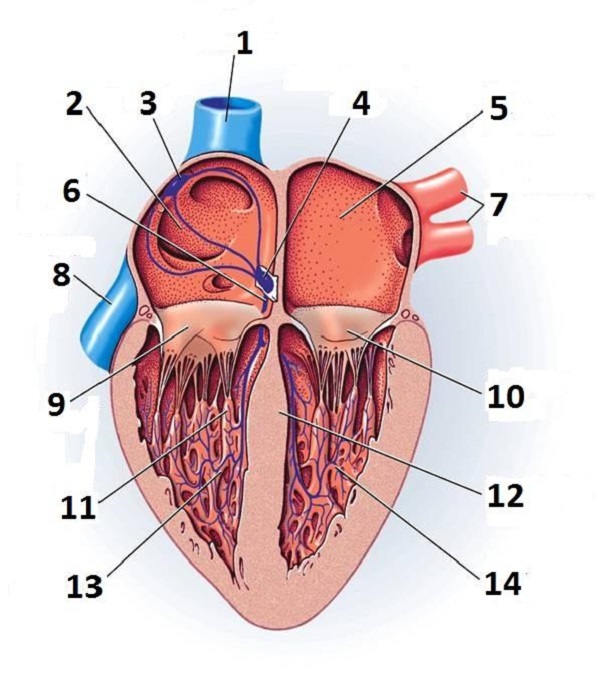 unlabeled picture of the heart | Healthy Blog