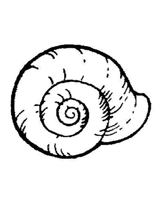 SHELL coloring pages : 8 SEA ANIMALS and sea creatures coloring ...
