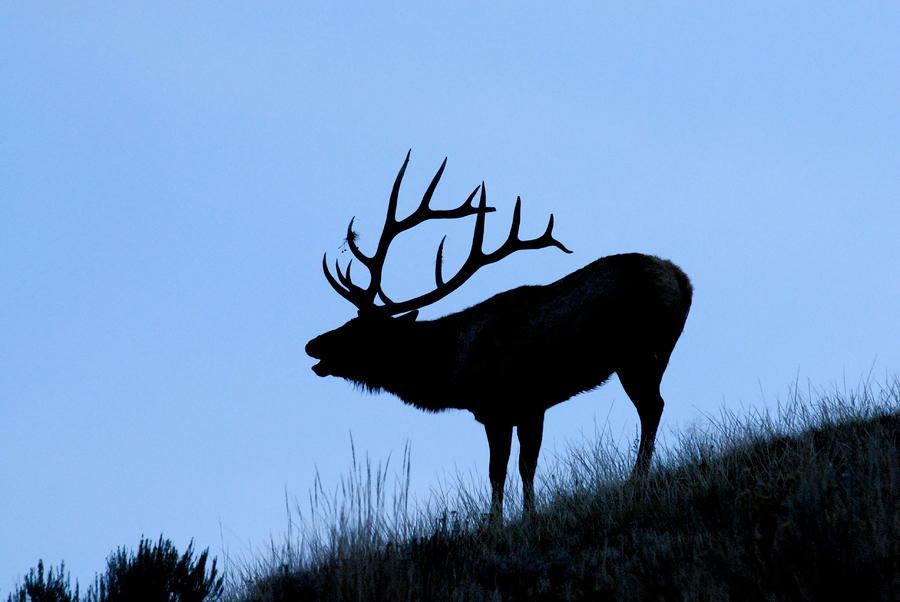 Bull Elk Silhouette by Larry Ricker - Bull Elk Silhouette ...