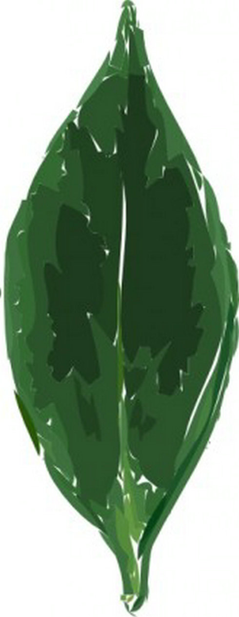 Tea Leaf Clip Art | Free Vector Download - Graphics,Material,EPS ...