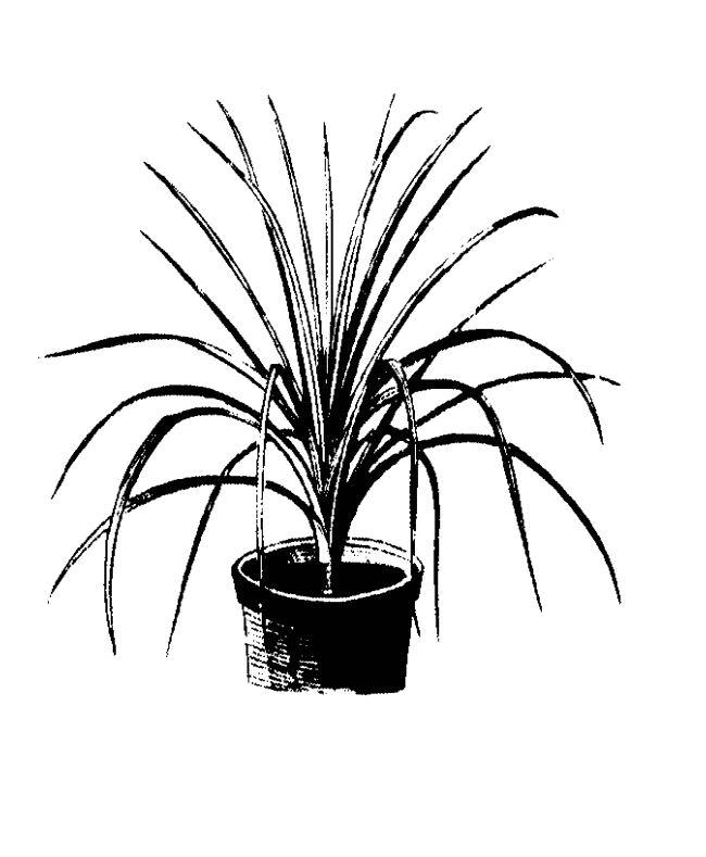 Desert Agave - clipart