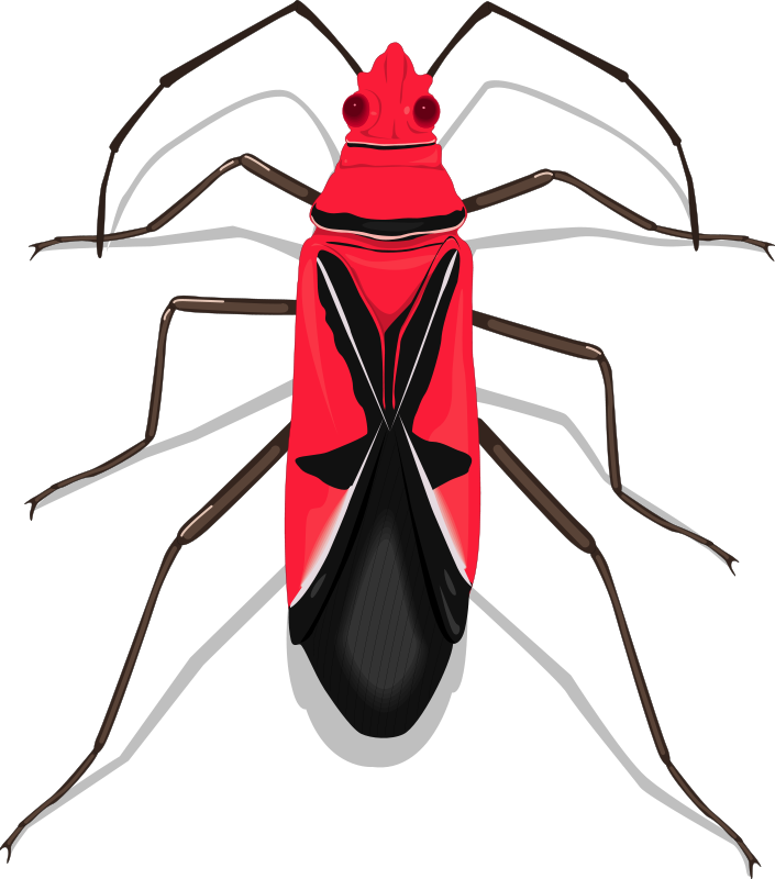 Insect 27 Free Vector / 4Vector