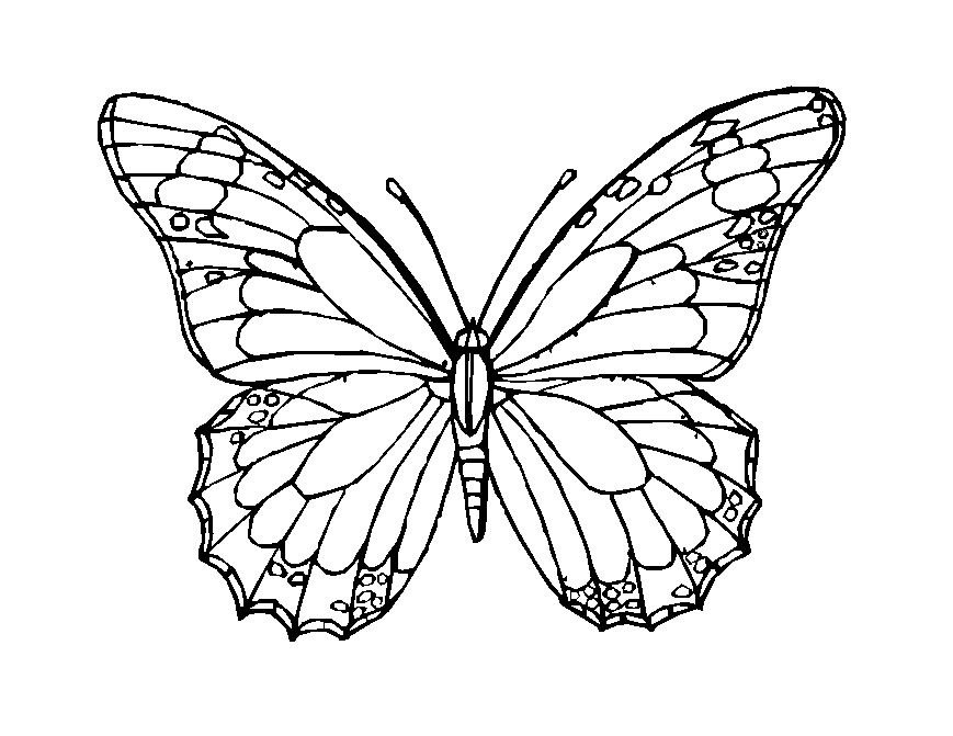 Coloring Page Butterfly