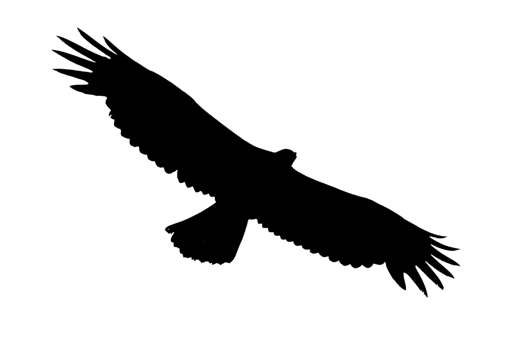 soaring eagle clipart black and white - photo #11