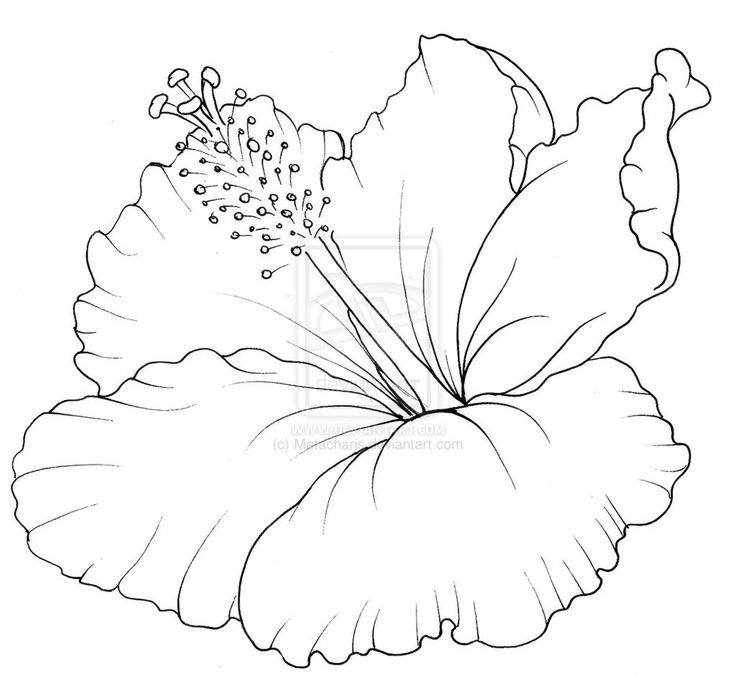 Hibiscus Line Art | Hibiscus Flower Tattoo Drawings | Leather ...