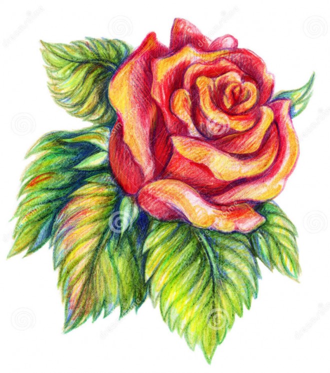 25 Beautiful Rose Drawings and Paintings for your inspiration