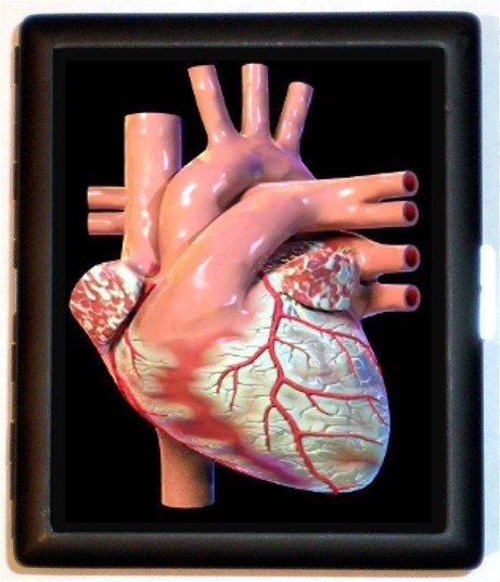 Real Human Heart 23055 | MOVDATA