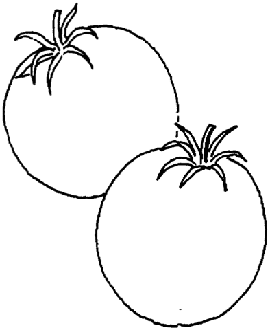 Printable Coloring pages > tomato plant > #35632 tomato plant ...