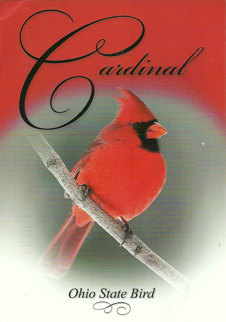 Cardinal, Ohio State Bird | Flickr - Photo Sharing!