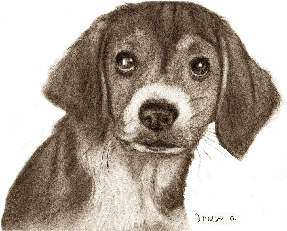 Another Dog Drawing... by danijelg on DeviantArt