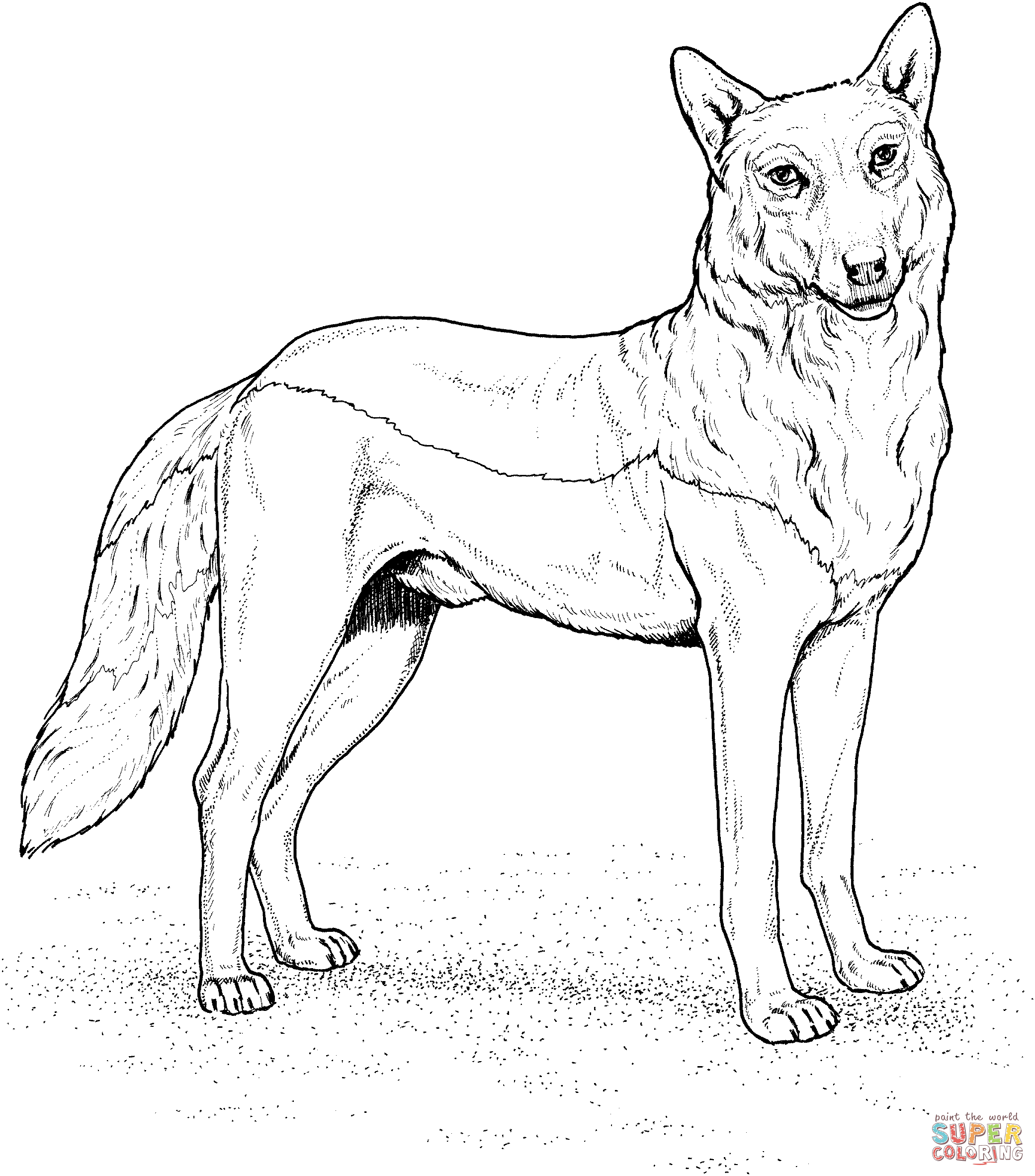 Red Wolf Coloring page | Free Printable Coloring Pages