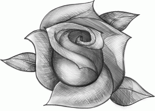 How to Sketch a Rose, Step by Step, Sketch, Drawing Technique ...