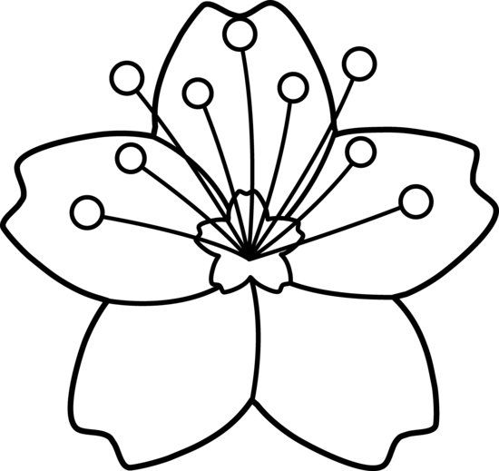 Black And White Sakura Flowers - ClipArt Best
