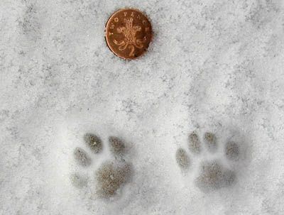 Cat footprints.Gonna have a tattoo like this but walking across my ...