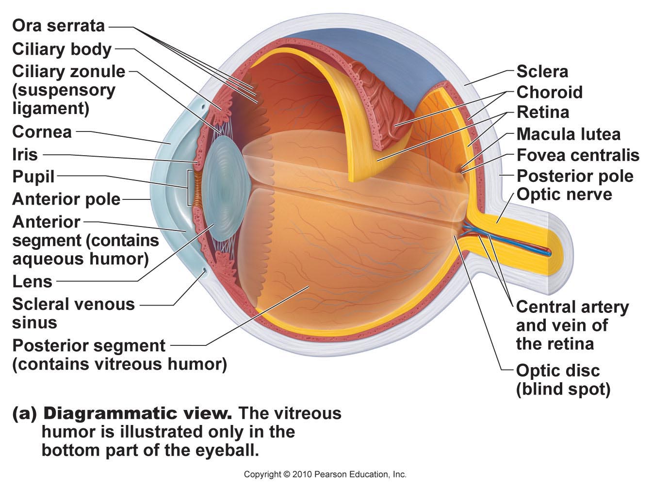 Detailed Diagrams of the Eye and Its Components - Beaumont Vision