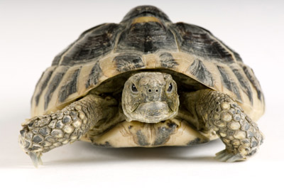 Can a turtle outgrow its shell? - HowStuffWorks
