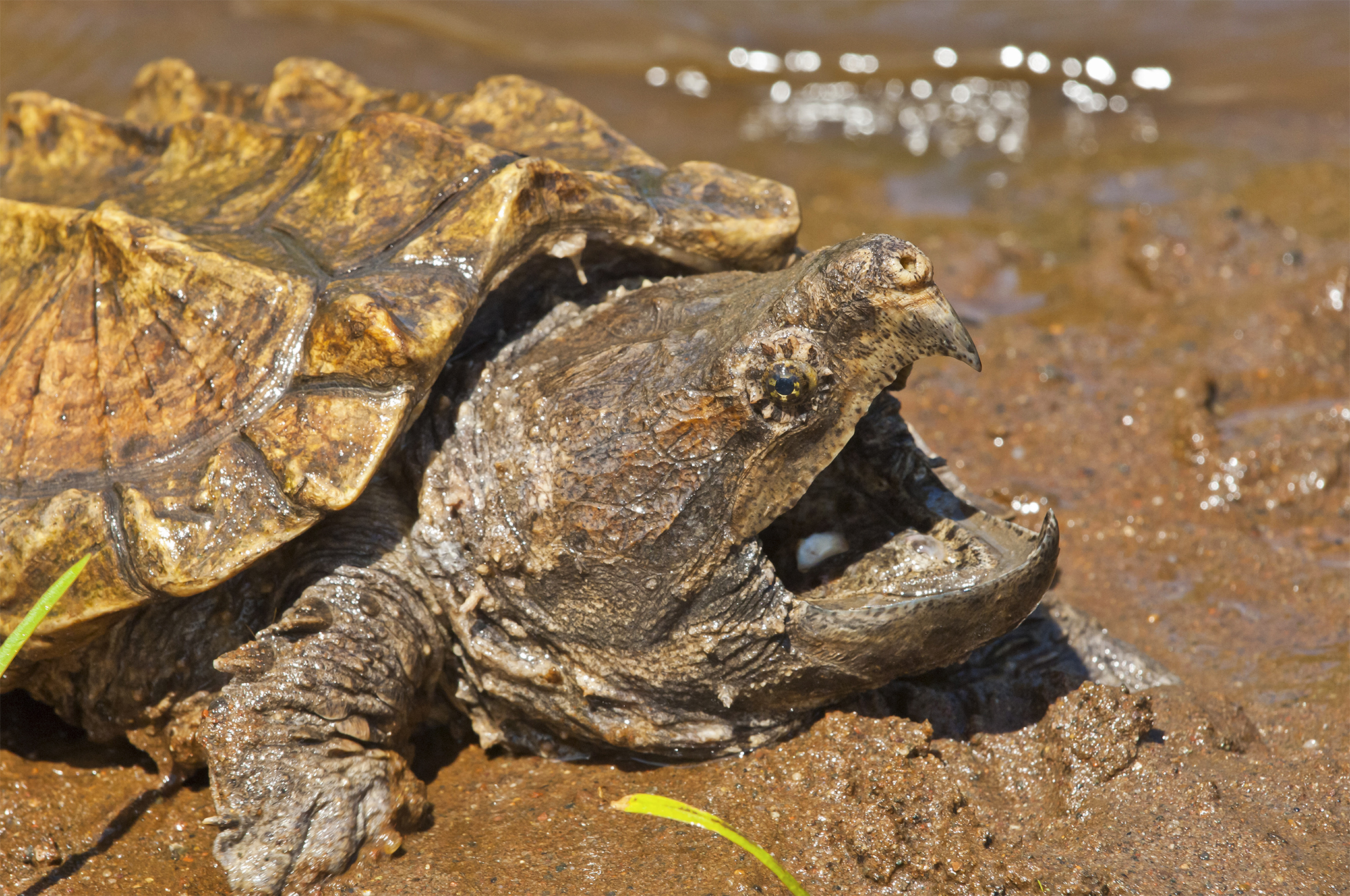 Two New Snapping Turtle Species Named | National Geographic (blogs)