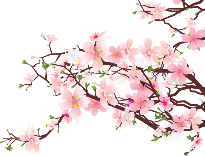 Free Cherry Blossom Clip Art - Cliparts.co