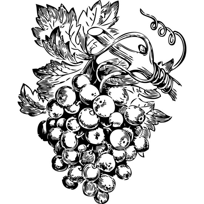 free clipart grapes black and white - photo #16