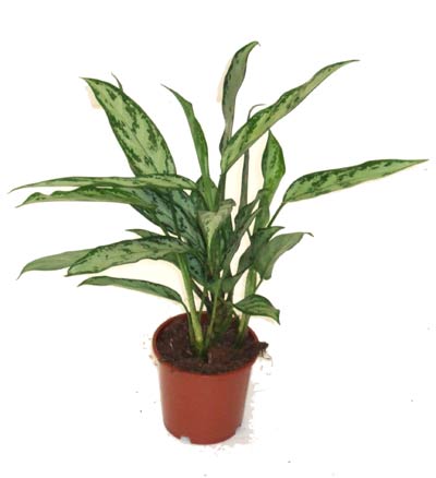 Indoor Pot Plants for Sale Online, UK