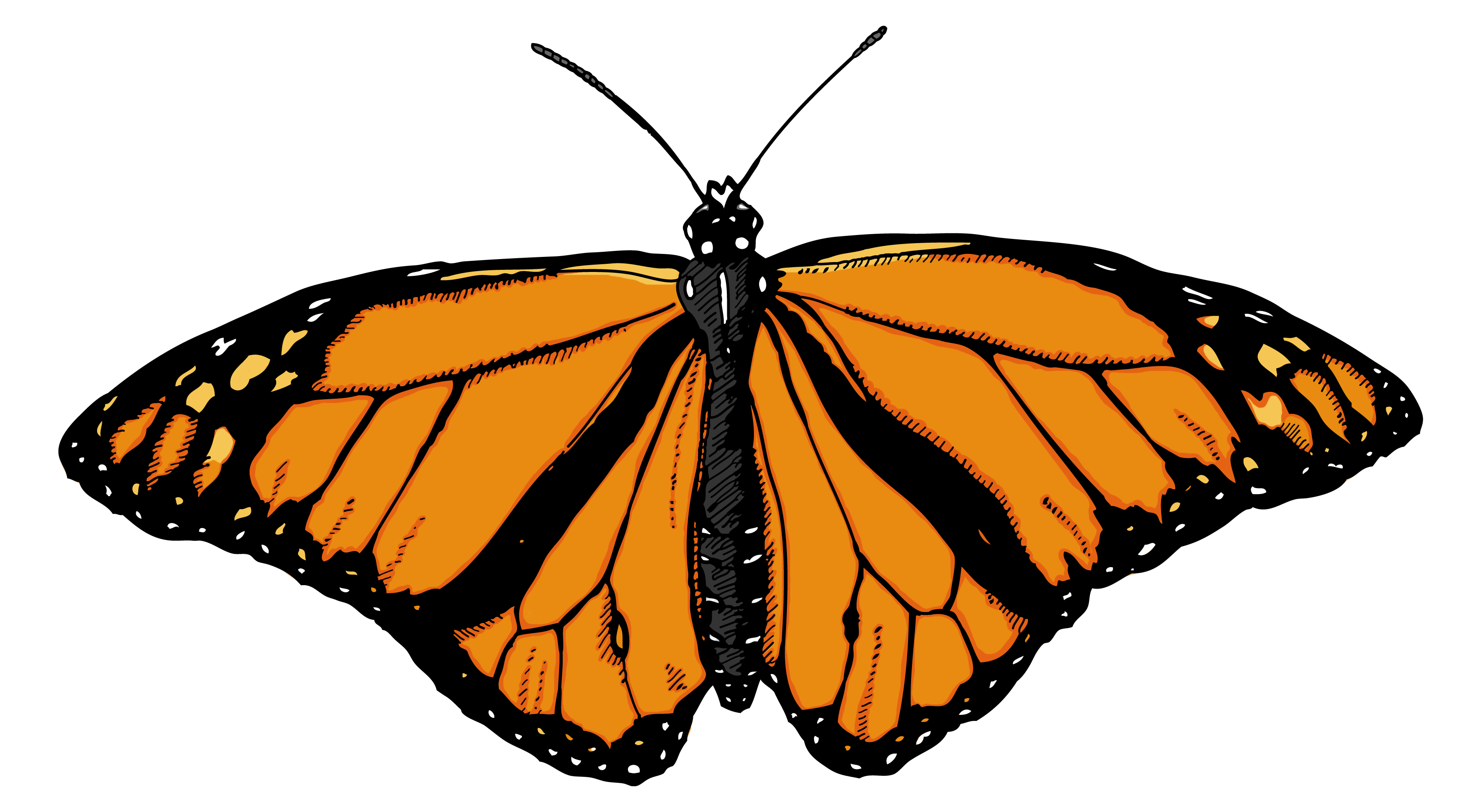 clip art free monarch butterfly - photo #16