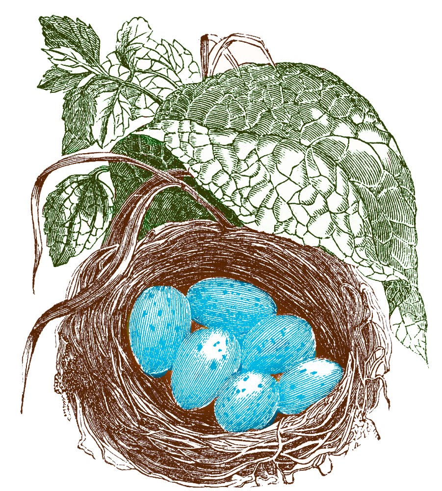 clipart birds nest eggs - photo #23