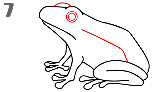 How To Draw a Frog - Step-