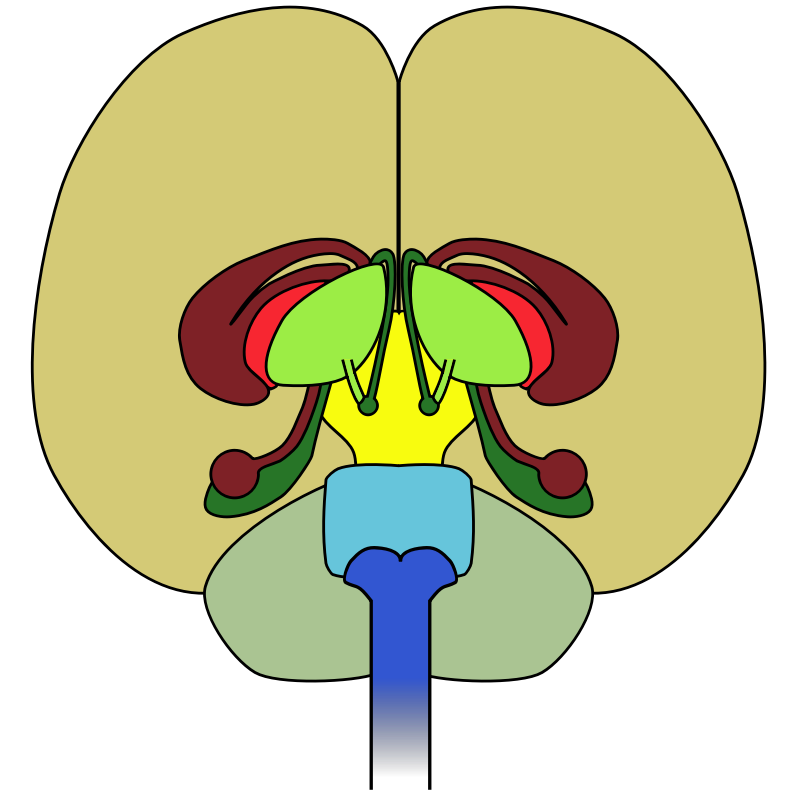 Clipart - brain-front view