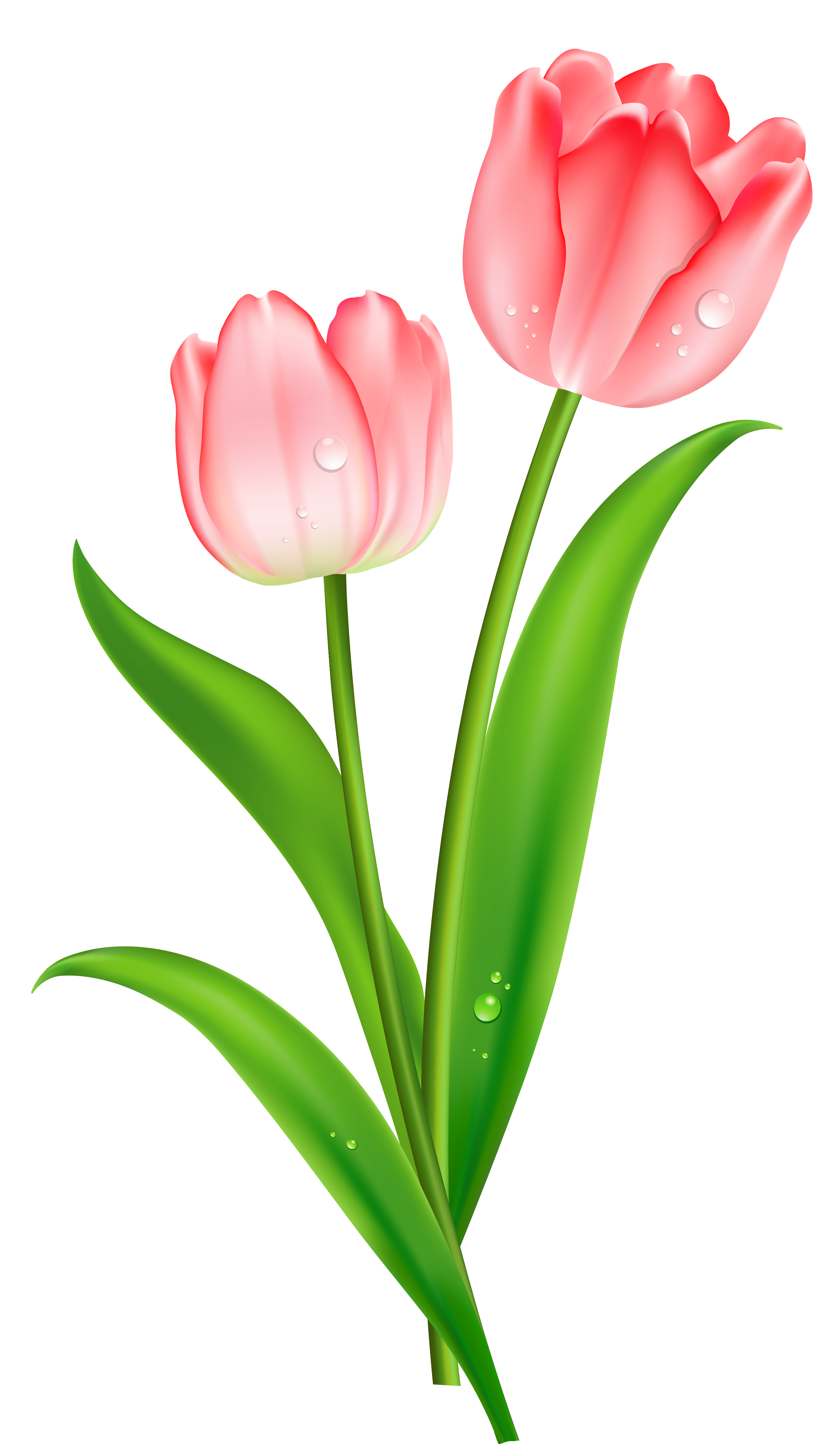 Pink Tulips PNG Clipart