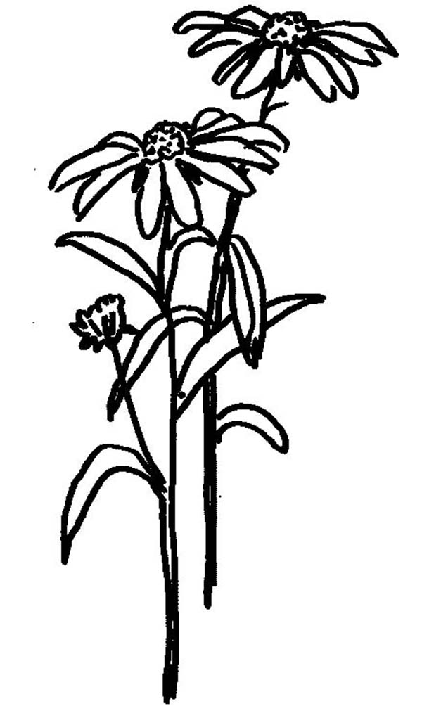 daisy flower coloring pages printable - photo #48