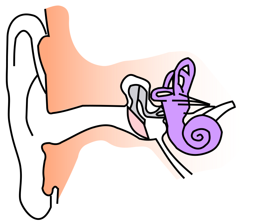 File:Ear-anatomy-notext-small.svg - Wikimedia Commons