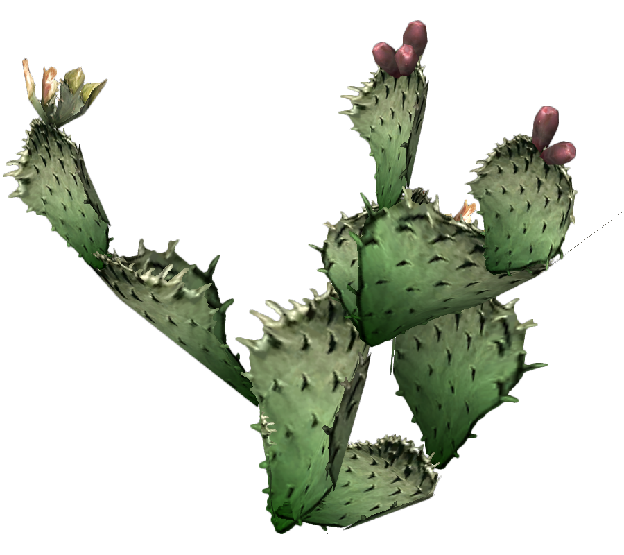 Prickly Pear Cactus Images & Pictures - Becuo