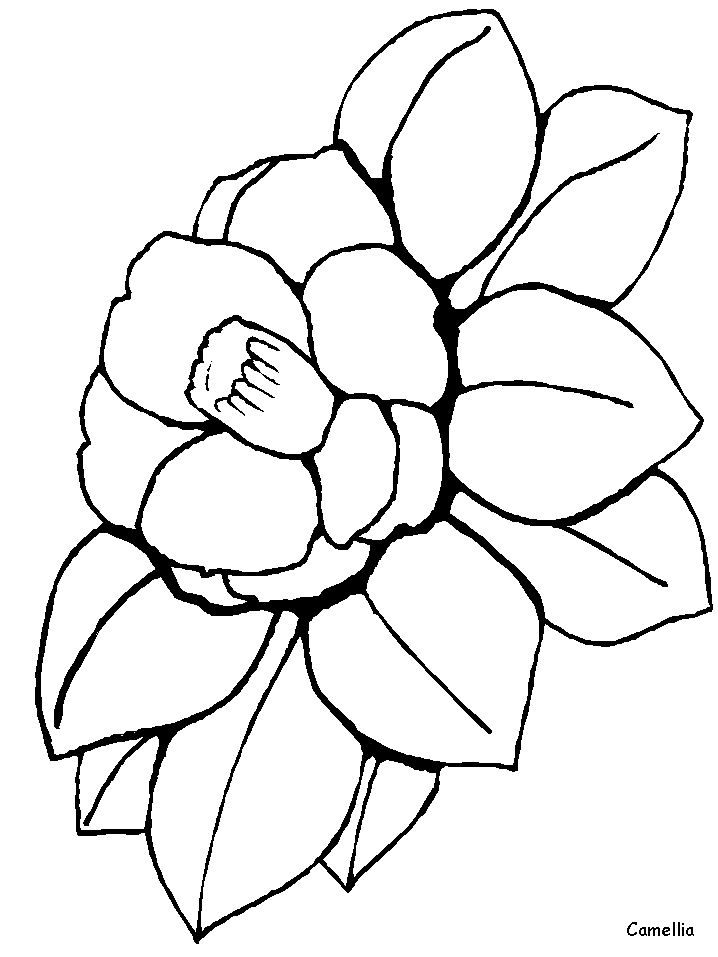 Black and white drawings of flowers - Black and white flowers ...