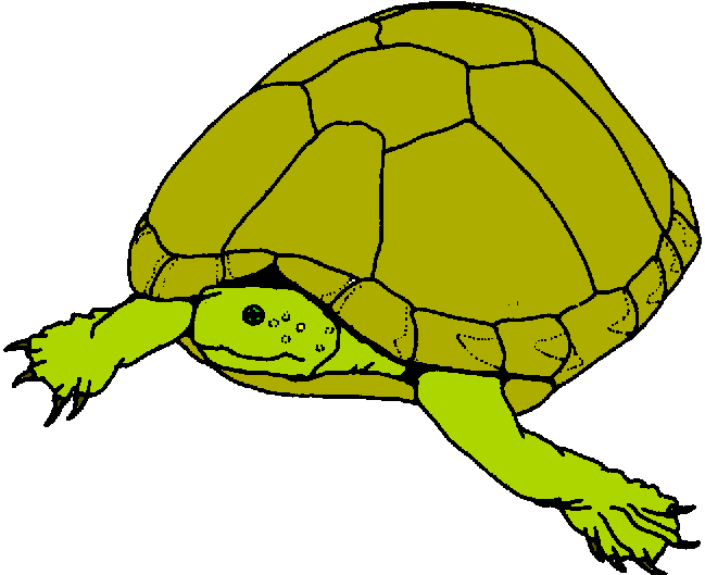 free clipart turtle pictures - photo #36