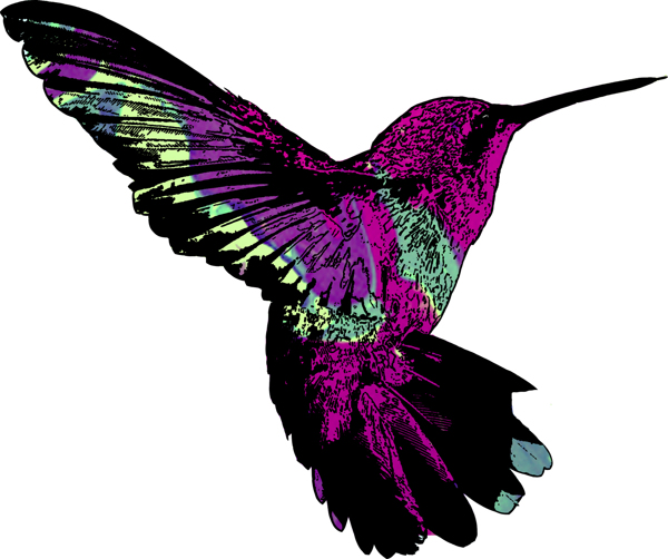 hummingbird illustrations cliparts co hummingbird illustrations cliparts co