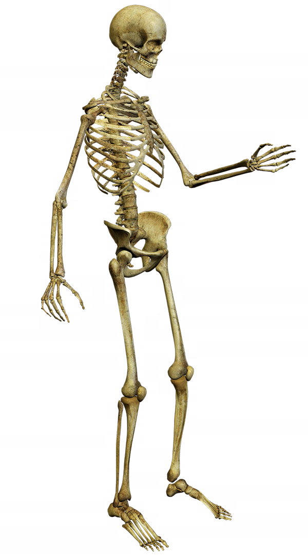 Pictxeer » Search Results » Skeletons