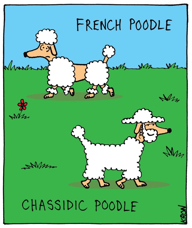 Cartoon: French Poodle. Chassic Poodle. | Poodle Sweetness | Pinterest