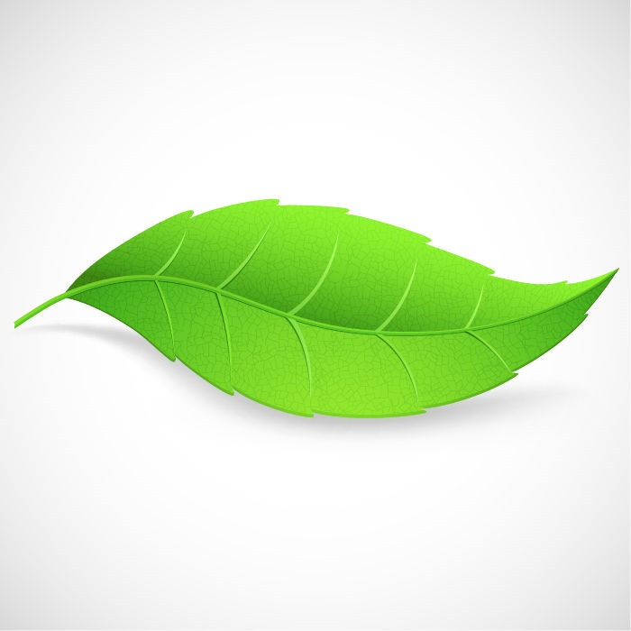Green Leaf Vector Illustration | Free Vector Graphics | All Free ...