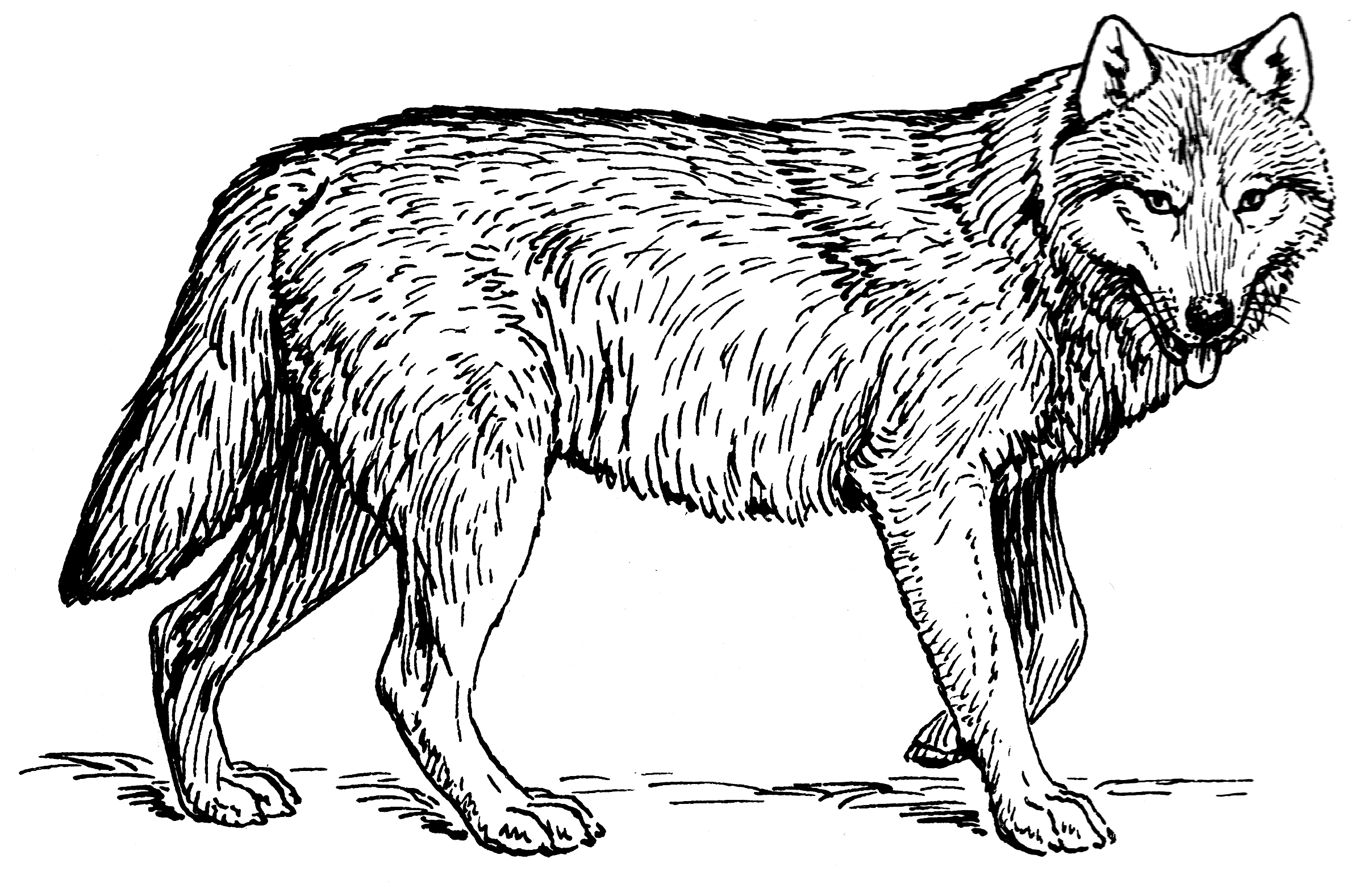 File:Wolf (PSF).png - Wikimedia Commons
