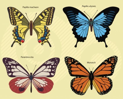 Butterflies Footage Free vector in Adobe Illustrator ai ( .ai ...