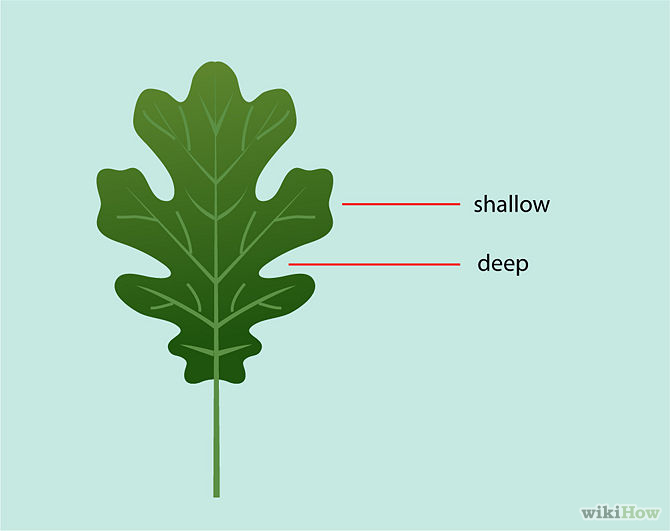 How to Identify Oak Leaves: 8 Steps (with Pictures) - wikiHow