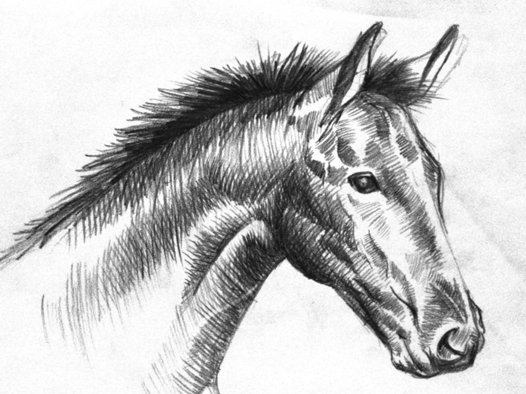 And Pony: Black And White Horse Drawings – Daily Interior Design ...