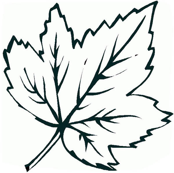 Maple Leaf Outline Cliparts.co