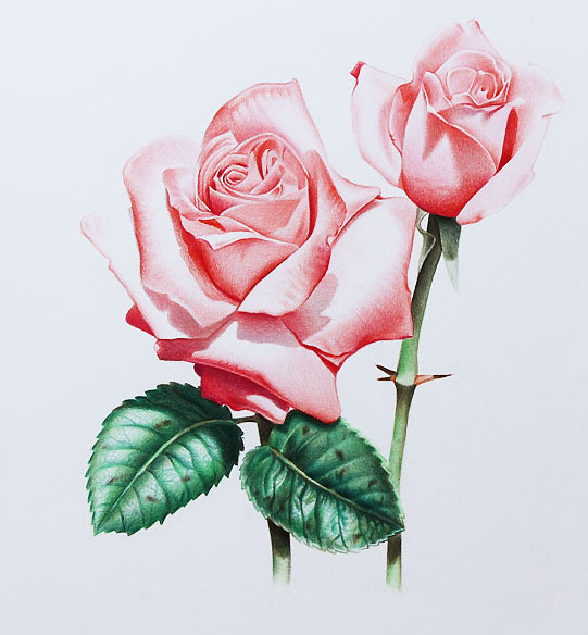 Flowers on Pinterest | Flower Drawings, Color Pencil Drawings and ...