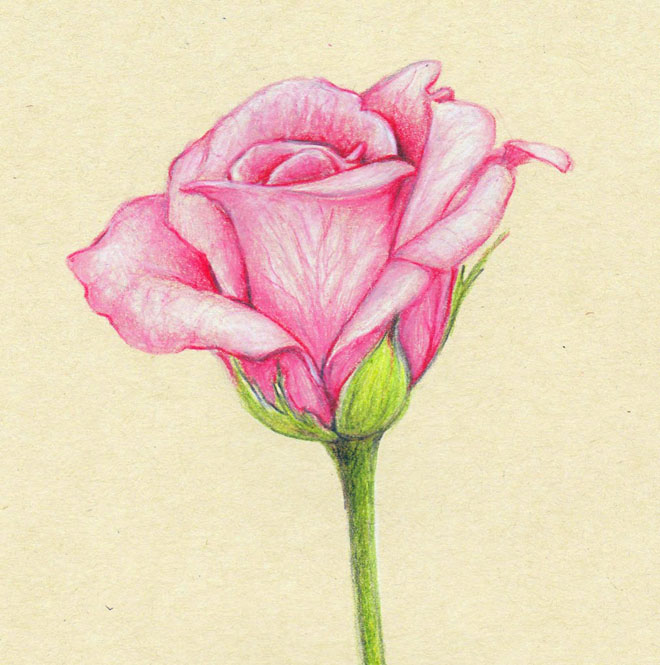 3-flower-drawings-rose.jpg