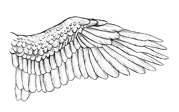 Taking Flight: A Beginner's Guide Into Drawing Wings - Tuts+ ...