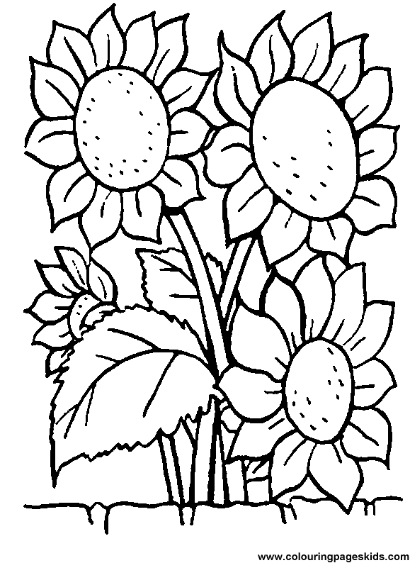 Free printable Sunflowers coloring page for kids to print and color