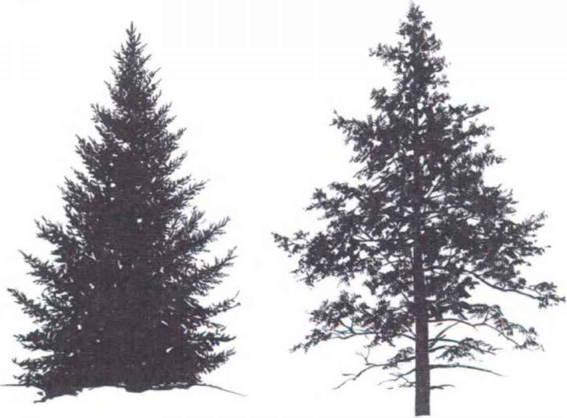 clipart spruce tree - photo #36