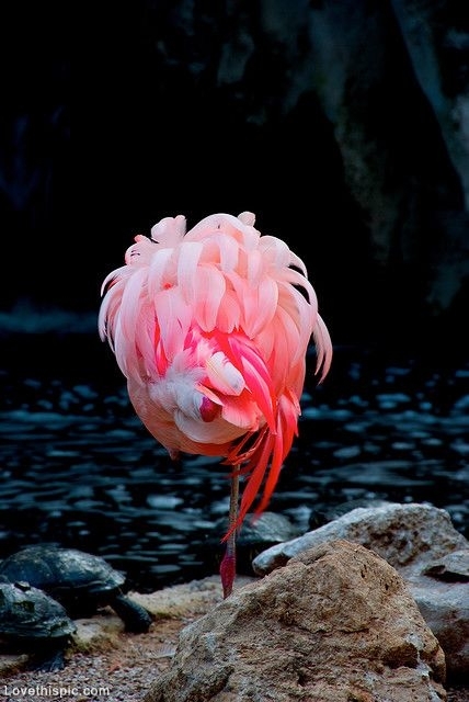 Sleeping Pink Flamingo Pictures, Photos, and Images for Facebook ...